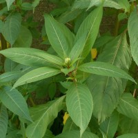 Himalayan Balsam